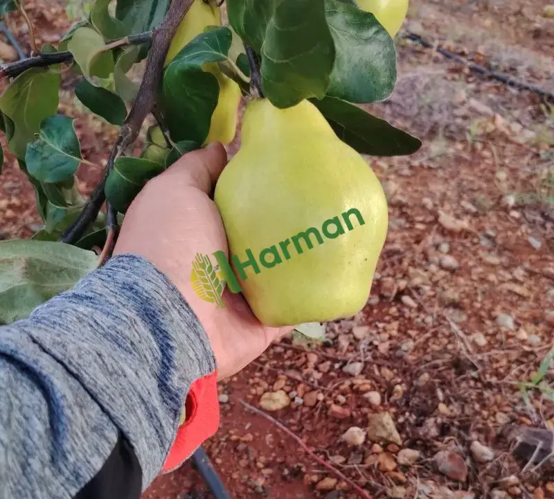 Burdur Çavdır Küçükalan Köyü'nde Satılık Eşme Ayva