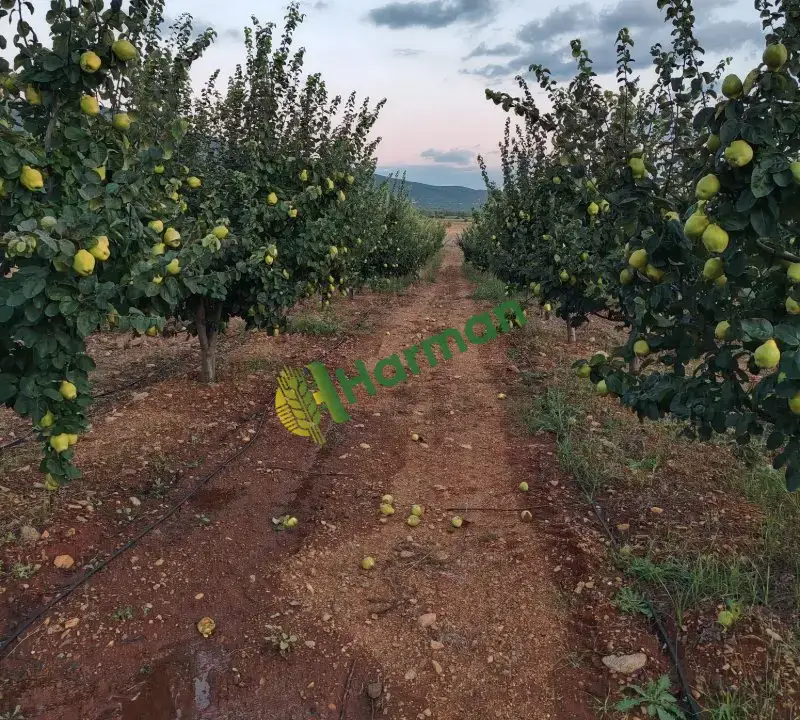 Burdur Çavdır Küçükalan Köyü'nde Satılık Eşme Ayva