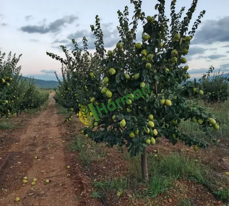 Burdur Çavdır Küçükalan Köyü'nde Satılık Eşme Ayva