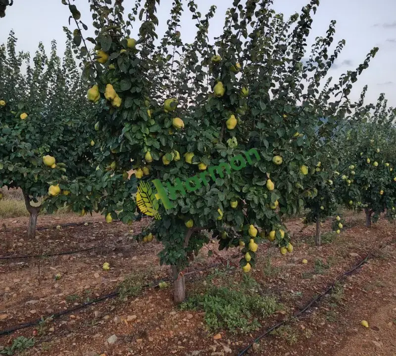 Burdur Çavdır Küçükalan Köyü'nde Satılık Eşme Ayva