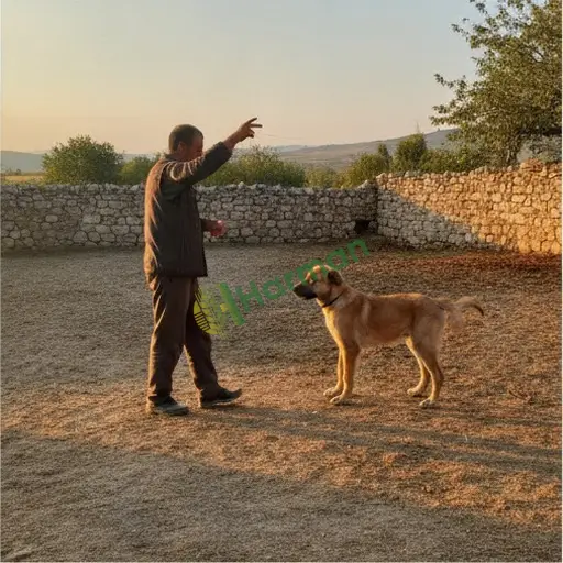 Burdur Merkez'de hayvan terbiye işi yapılır