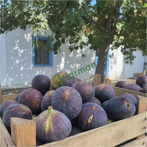 Burdur Altınyayla İncir Alınır
