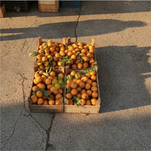 Burdur Ağlasun Malta eriği alıcısıyım