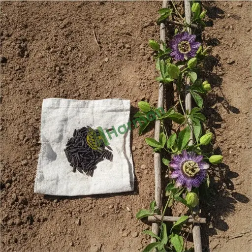 Burdur Kemer'de Passionflora Tohumu Almak İsteyen