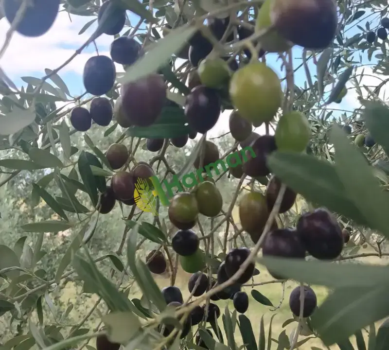 Bursa Karacabey 1. sınıf Gemlik zeytini