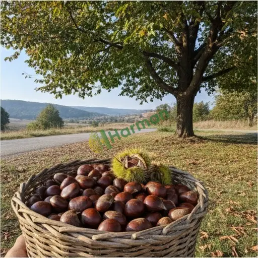 Bursa İznik'te kestane satılık