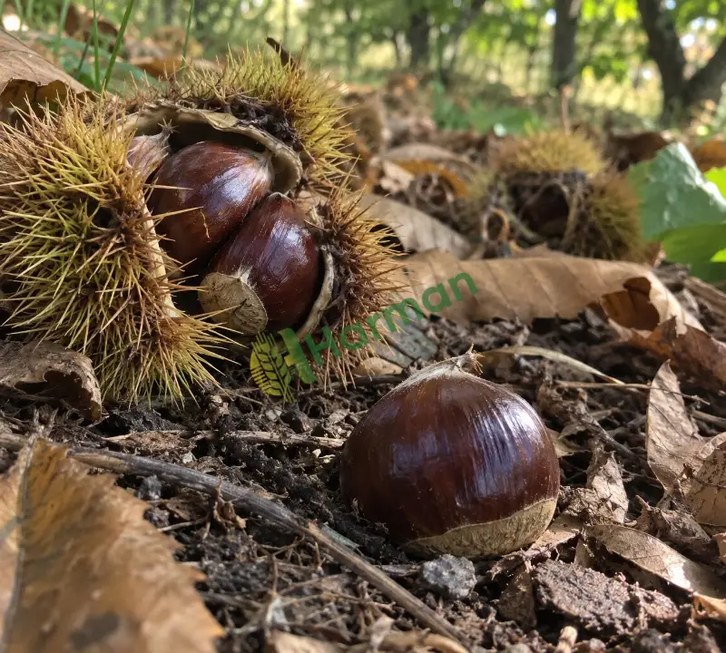 Bursa satılık süper kestane