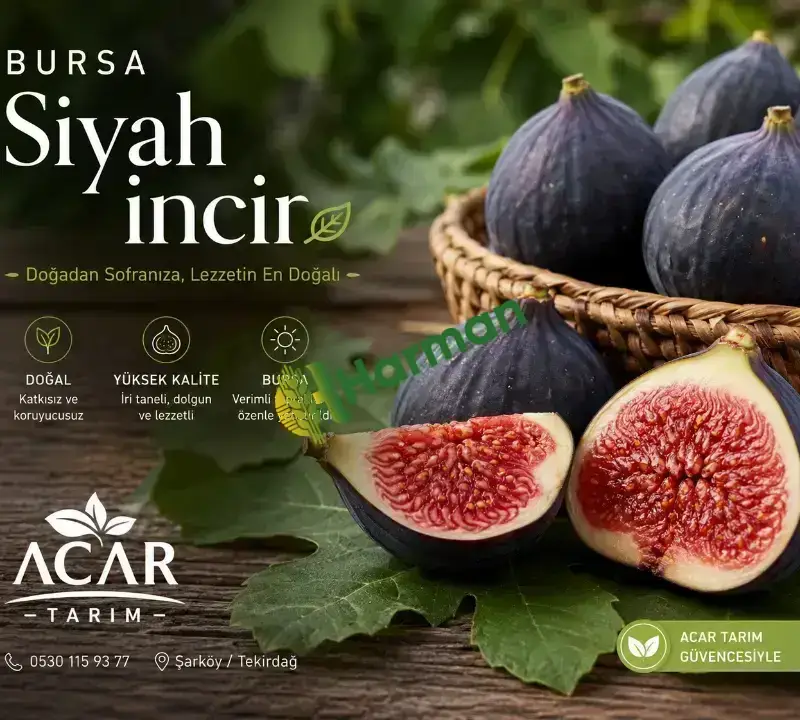 BURSA SİYAH İNCİR