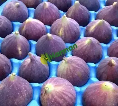 BURSA SİYAH İNCİR