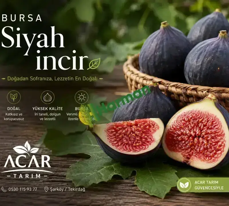 BURSA SİYAH İNCİR