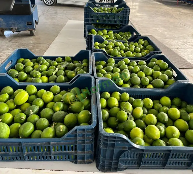 Butik Lime (misket limonu) az miktarlarda