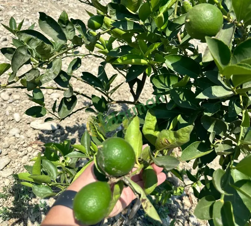 Butik Lime (misket limonu) az miktarlarda