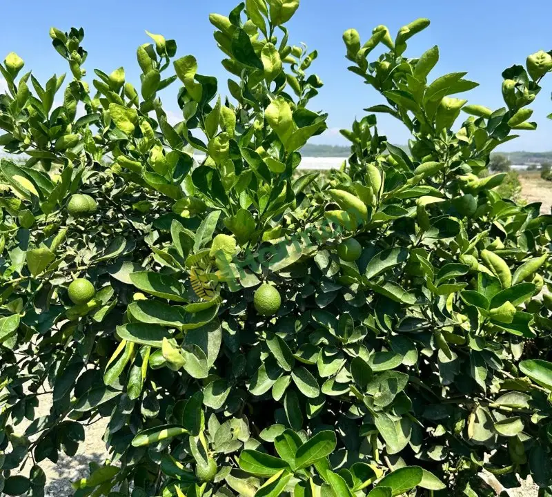 Butik Lime (misket limonu) az miktarlarda