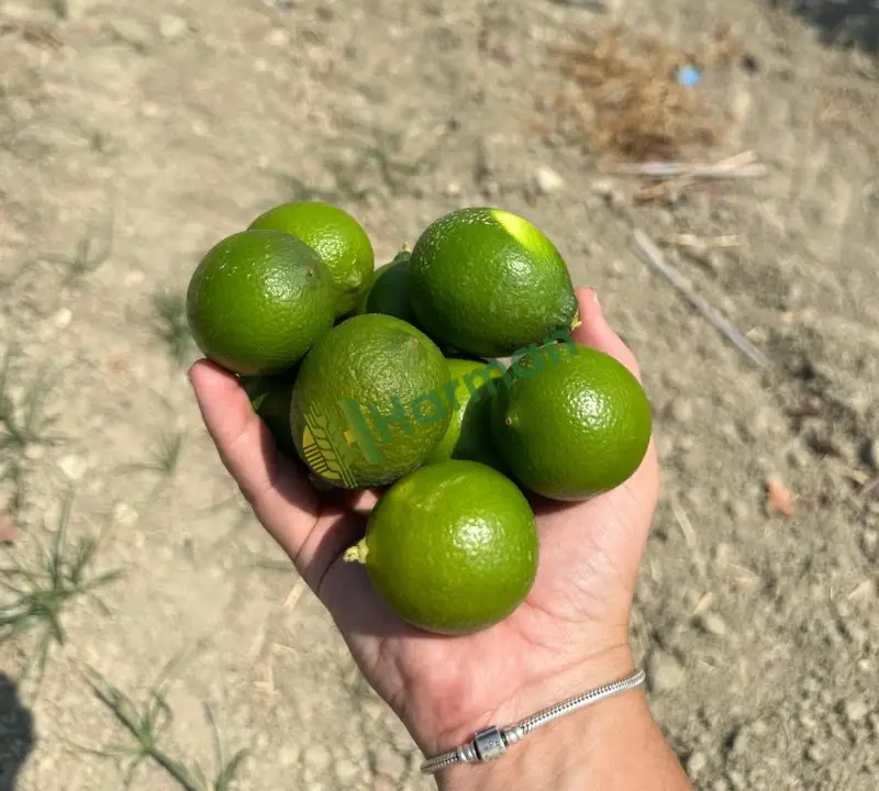 Butik Lime (misket limonu) az miktarlarda