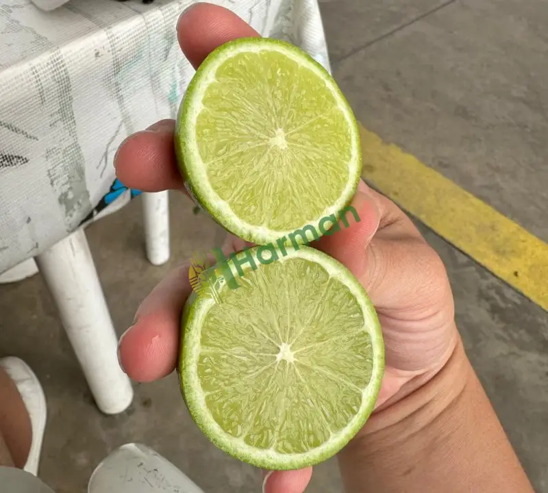 Butik Lime (misket limonu) az miktarlarda