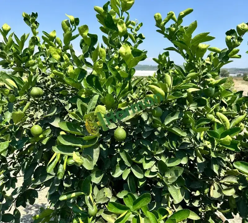 Butik Tahiti Lime (misket limonu) az miktarlarda