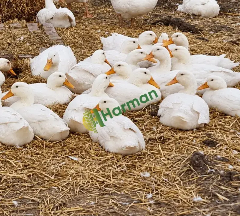 Büyük etlik Pekin Ördekleri