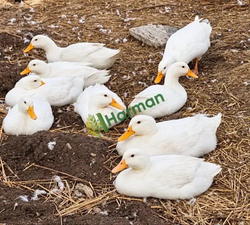 Büyük etlik Pekin Ördekleri