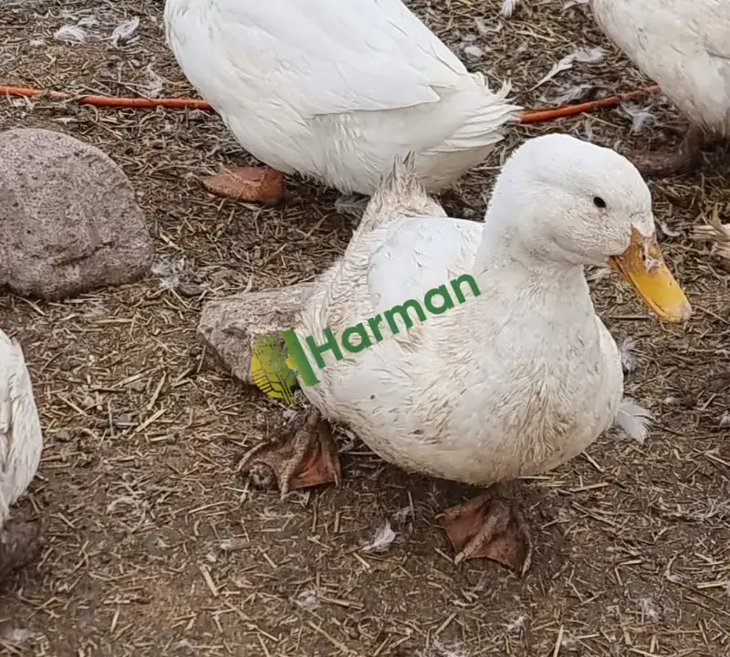 Büyük etlik Pekin Ördekleri