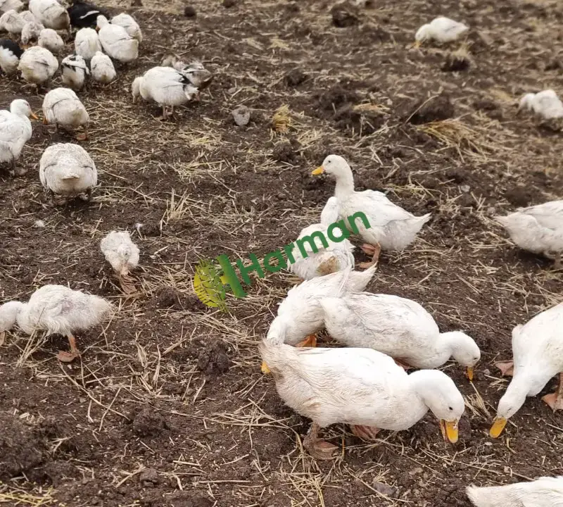 Büyük etlik Pekin Ördekleri