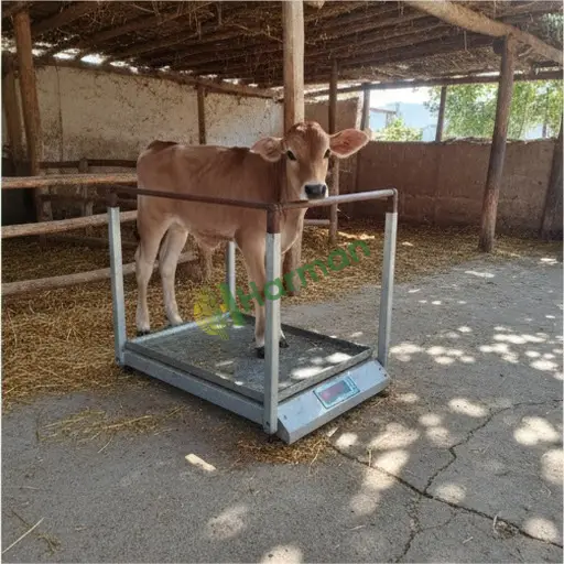 Gazipaşa'da Buzağı Tartım Sistemleri Aranıyor