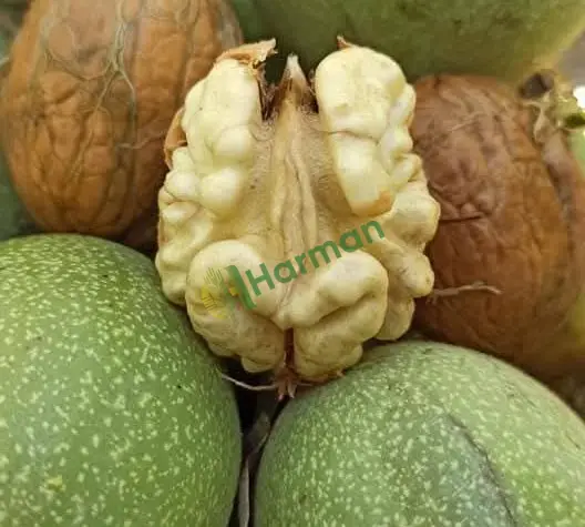 Çağlayancerit Kahramanmaraş