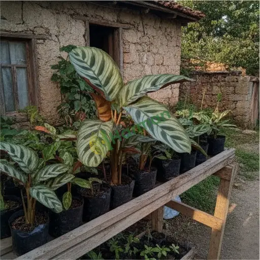 Kilis Elbeyli'de calathea arıyorum