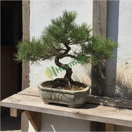 Çorum Alaca'dan çam bonsai arayan