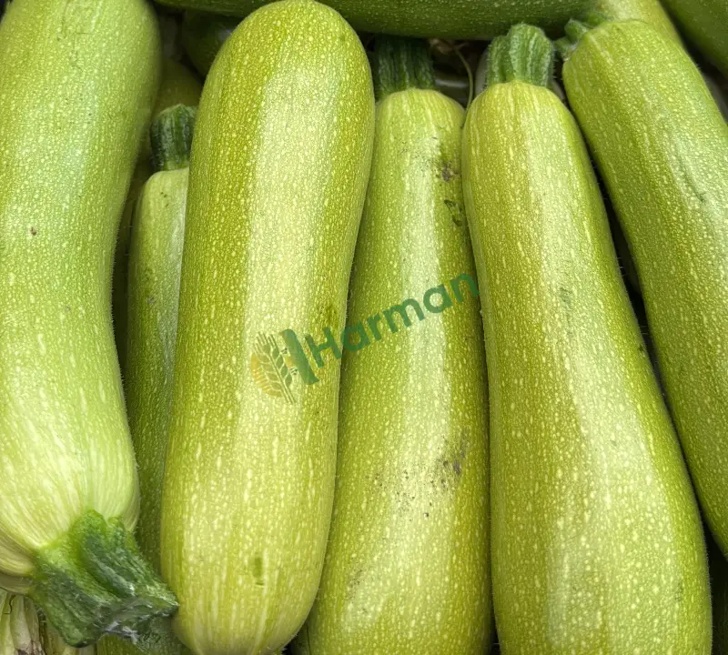 Çanakkale a kalite taze kabak