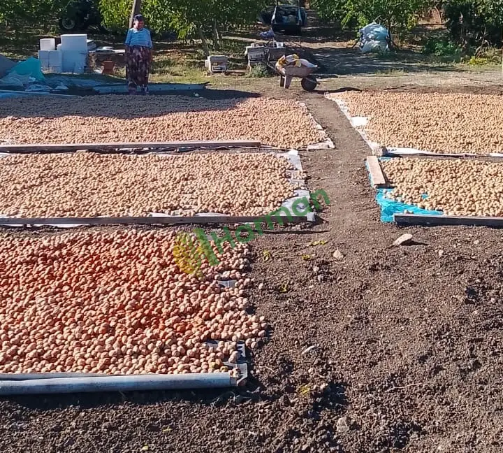 Çanakkale Çan'da üreticiden satılık 1 ton civarı kuru Chandler kabuklu ceviz.