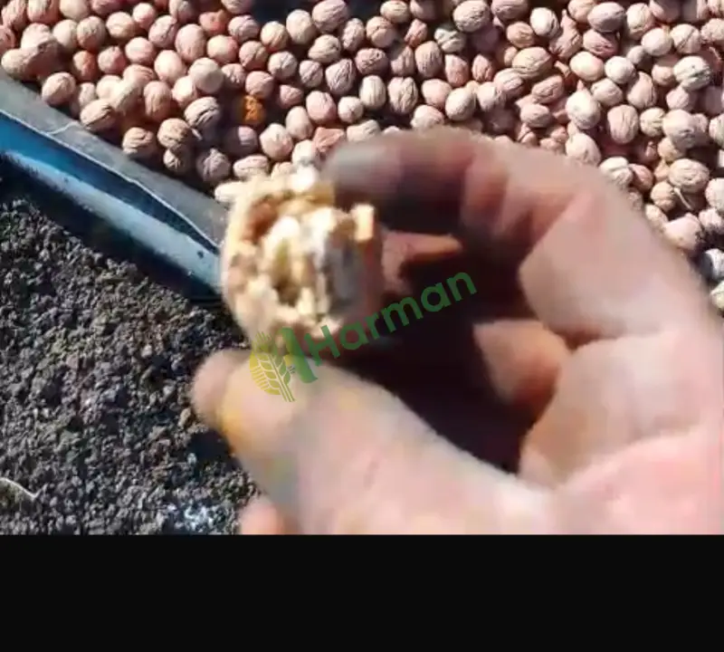 Çanakkale Çan'da üreticiden satılık 1 ton civarı kuru Chandler kabuklu ceviz.