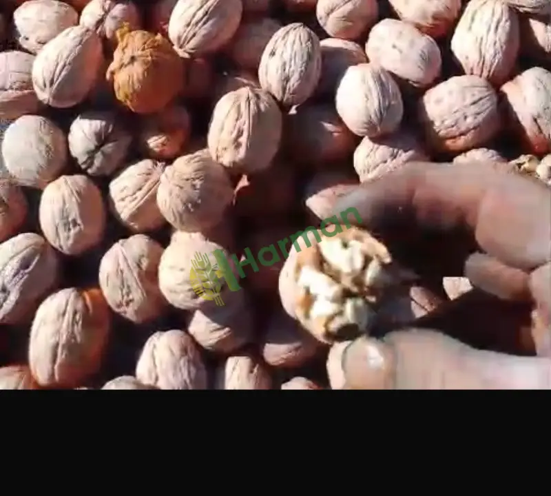 Çanakkale Çan'da üreticiden satılık 1 ton civarı kuru Chandler kabuklu ceviz.