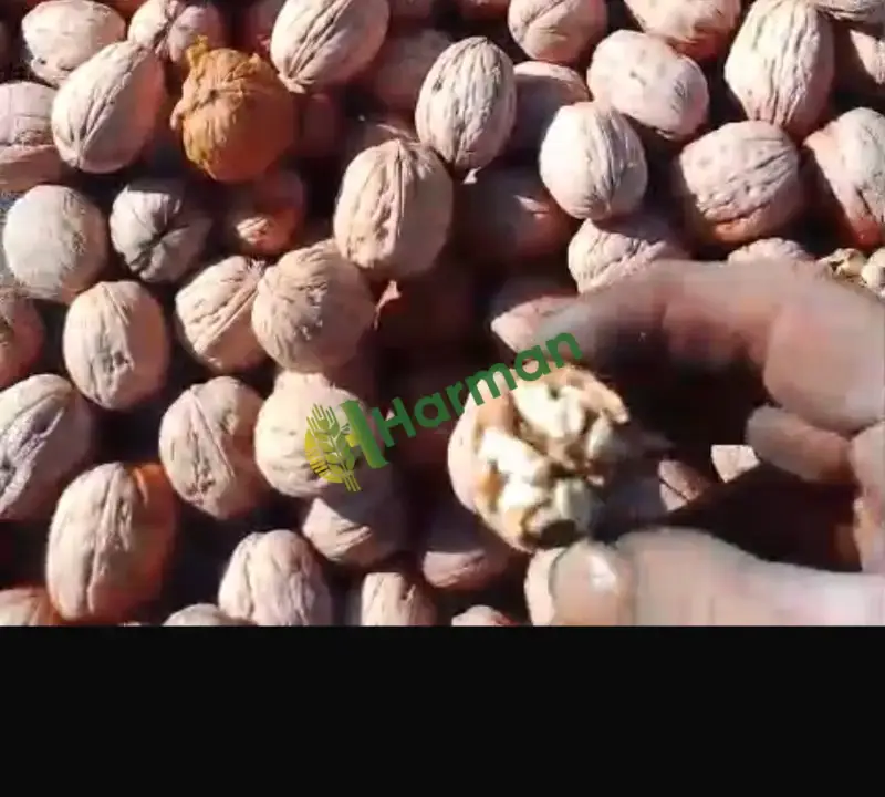 Çanakkale Çan'da üreticiden satılık 1 ton civarı kuru Chandler kabuklu ceviz.