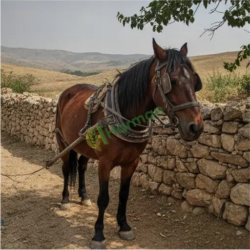 Çanakkale Bayramiç'te iş atı satıyorum