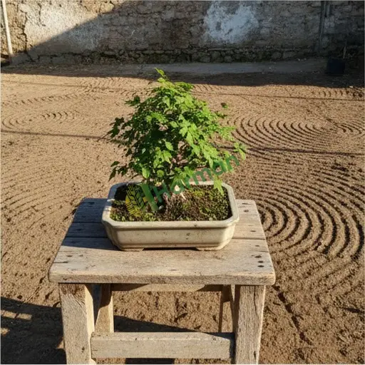 Çankırı Kızılırmak'ta akçaağaç bonsai arıyorum