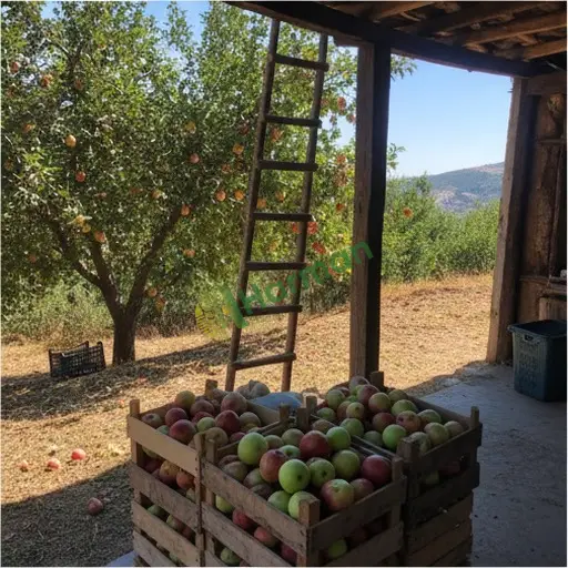 Çankırı Şabanözü'nde elma satılır