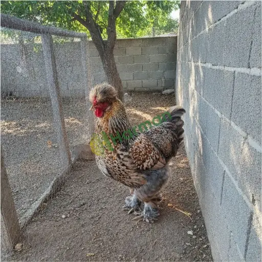 Çankırı Atkaracalar'da Brahma tavuğu satarım