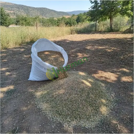 Bilecik Gölpazarı çayır mera karışımı alınır