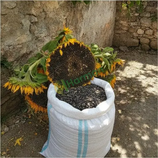 Kilis Merkez'de Aranan Ayçiçeği