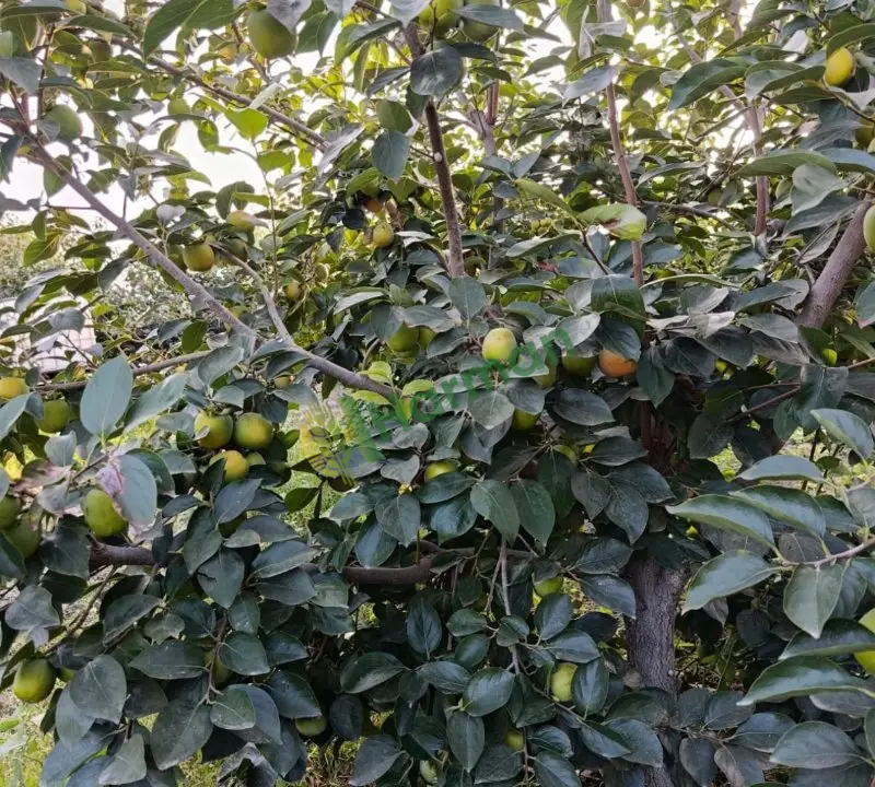 Cennet hurması tarladan
