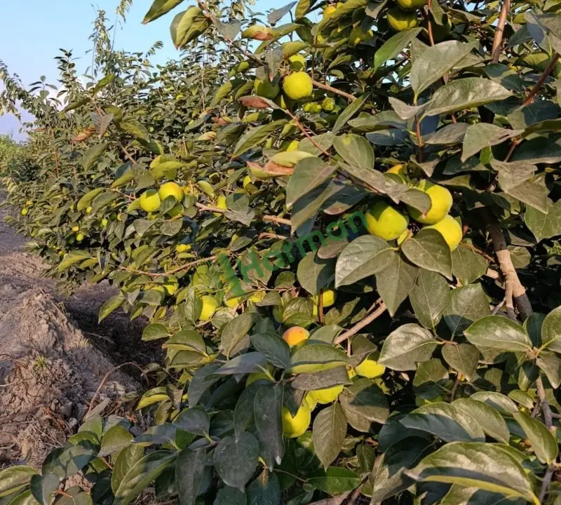 Cennet hurması tarladan