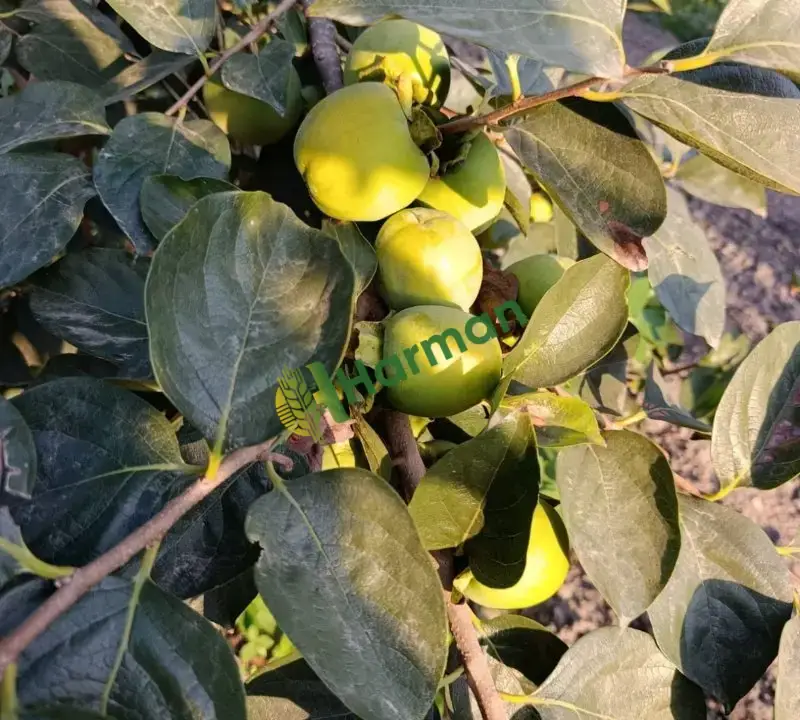 Cennet hurması tarladan