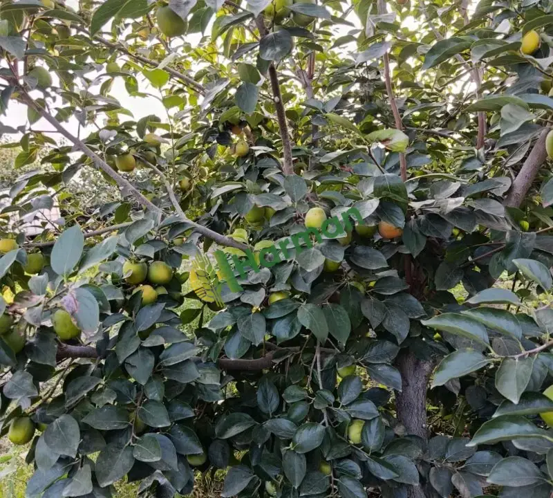 Cennet hurması tarladan