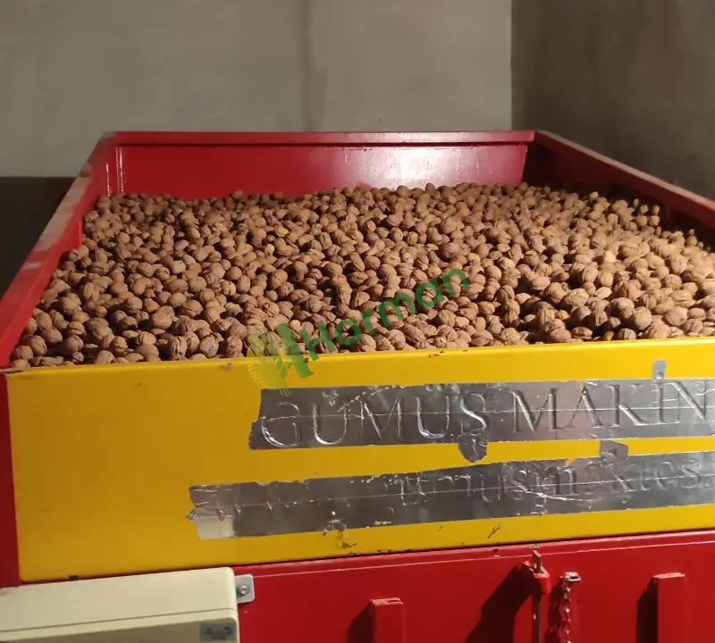 Centler ince kabuklu içi dolu ve kurutulmuş