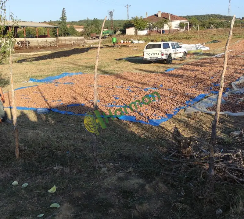 Centler ince kabuklu içi dolu ve kurutulmuş