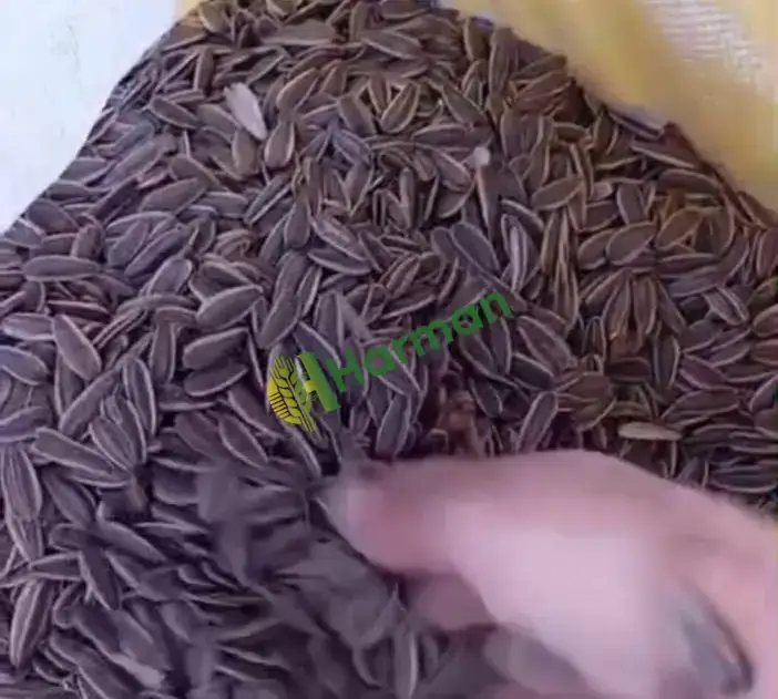 Çerezlik çiğ  çekirdek KÜTAHYA/ALTINTAŞ