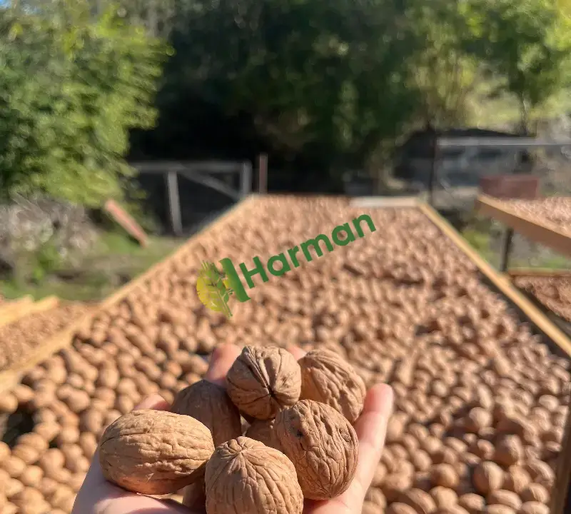 Çetnır ceviz ince kabuklu dolgun ceviz