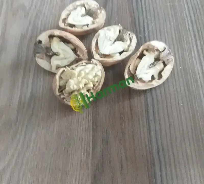 ceviz