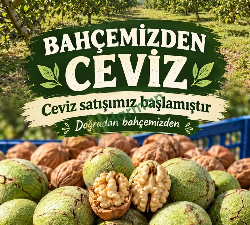 Ceviz-Balıkesir