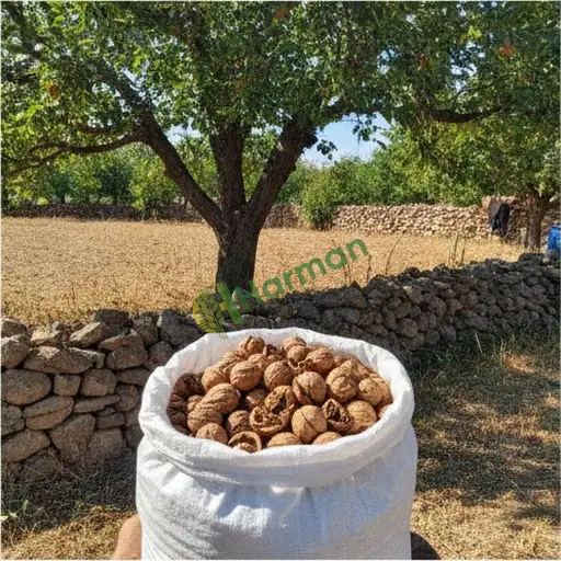 Aydın Karacasu'da ceviz yerinden alınır